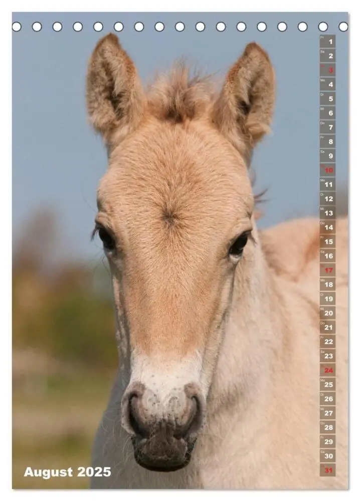 Bild: 9783457003138 | Fohlen im Porträt (Tischkalender 2025 DIN A5 hoch), CALVENDO...