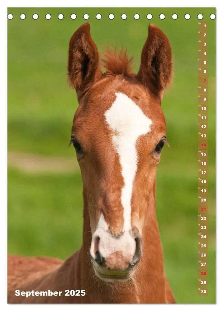 Bild: 9783457003138 | Fohlen im Porträt (Tischkalender 2025 DIN A5 hoch), CALVENDO...