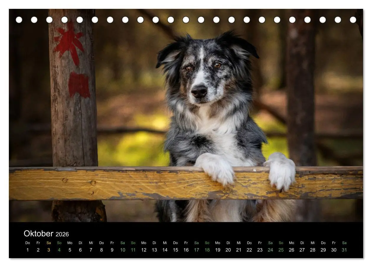 Bild: 9783457793138 | Australian Shepherd - Vielfalt in einer Rasse (Tischkalender 2026...