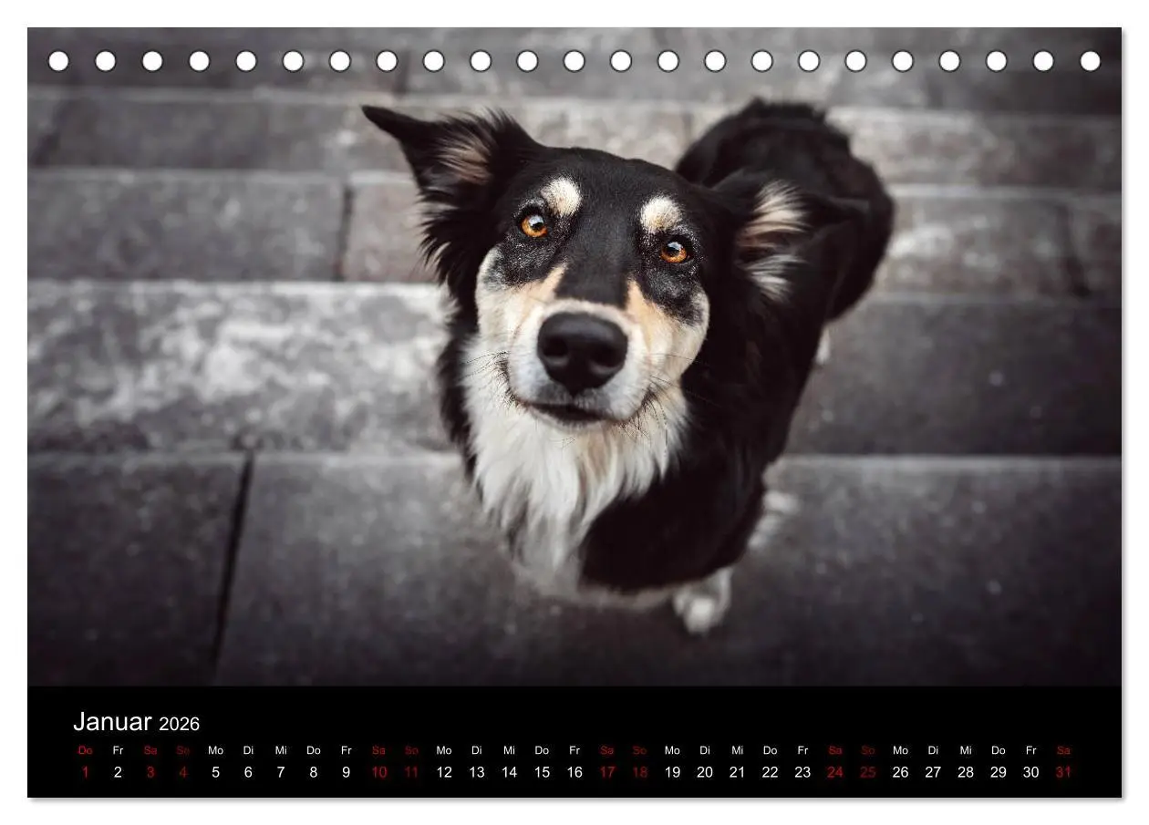 Bild: 9783457793138 | Australian Shepherd - Vielfalt in einer Rasse (Tischkalender 2026...