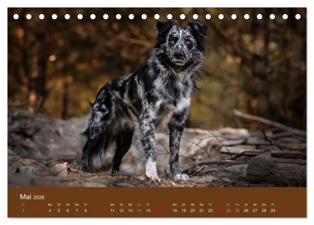 Bild: 9783457793138 | Australian Shepherd - Vielfalt in einer Rasse (Tischkalender 2026...