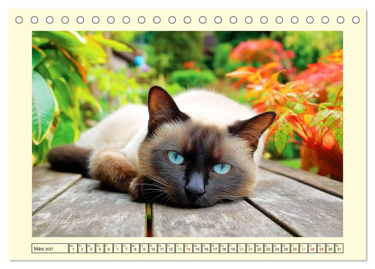 Bild: 9783516953138 | Edle Siamkatzen. Anmut und Charakter im Spiel mit der Natur...