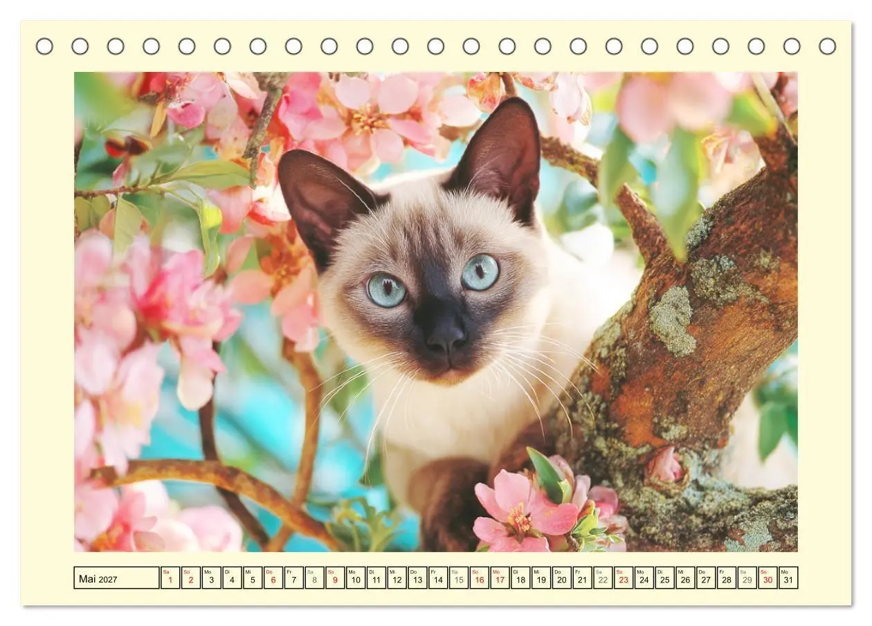 Bild: 9783516953138 | Edle Siamkatzen. Anmut und Charakter im Spiel mit der Natur...