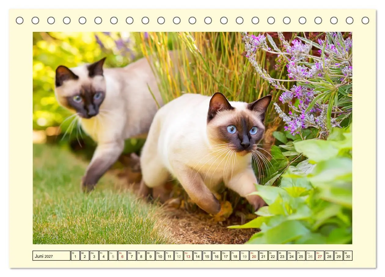 Bild: 9783516953138 | Edle Siamkatzen. Anmut und Charakter im Spiel mit der Natur...