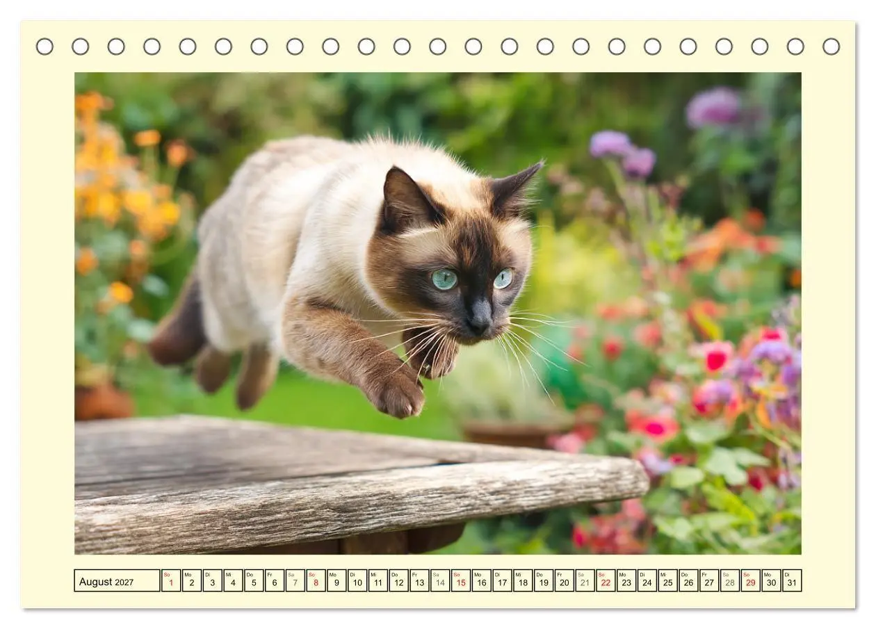 Bild: 9783516953138 | Edle Siamkatzen. Anmut und Charakter im Spiel mit der Natur...