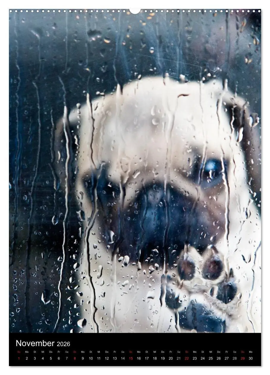 Bild: 9783516483338 | Das Mops-Jahr 2026 (hochwertiger Premium Wandkalender 2026 DIN A2...
