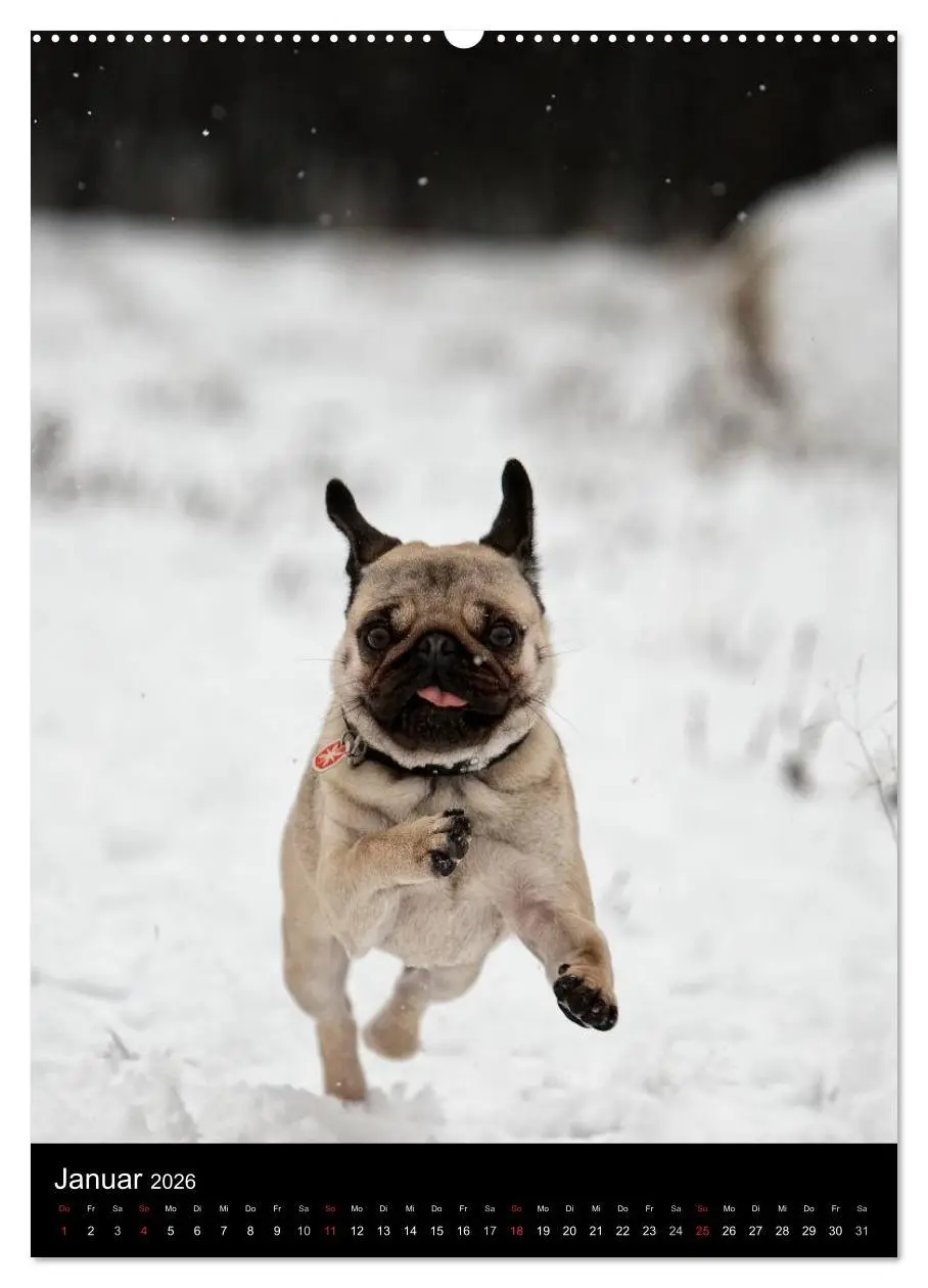 Bild: 9783516483338 | Das Mops-Jahr 2026 (hochwertiger Premium Wandkalender 2026 DIN A2...