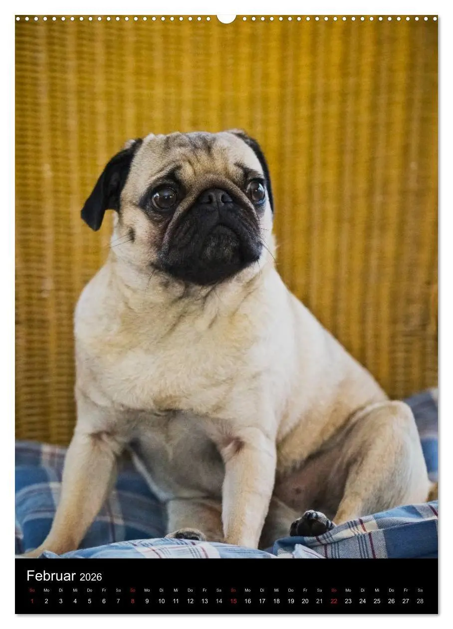 Bild: 9783516483338 | Das Mops-Jahr 2026 (hochwertiger Premium Wandkalender 2026 DIN A2...