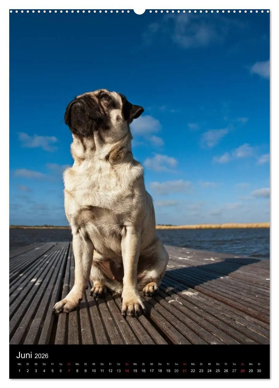Bild: 9783516483338 | Das Mops-Jahr 2026 (hochwertiger Premium Wandkalender 2026 DIN A2...