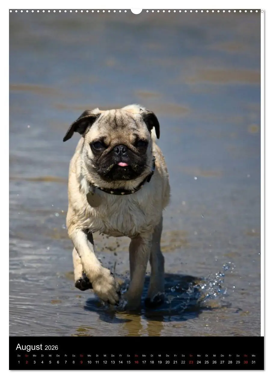 Bild: 9783516483338 | Das Mops-Jahr 2026 (hochwertiger Premium Wandkalender 2026 DIN A2...