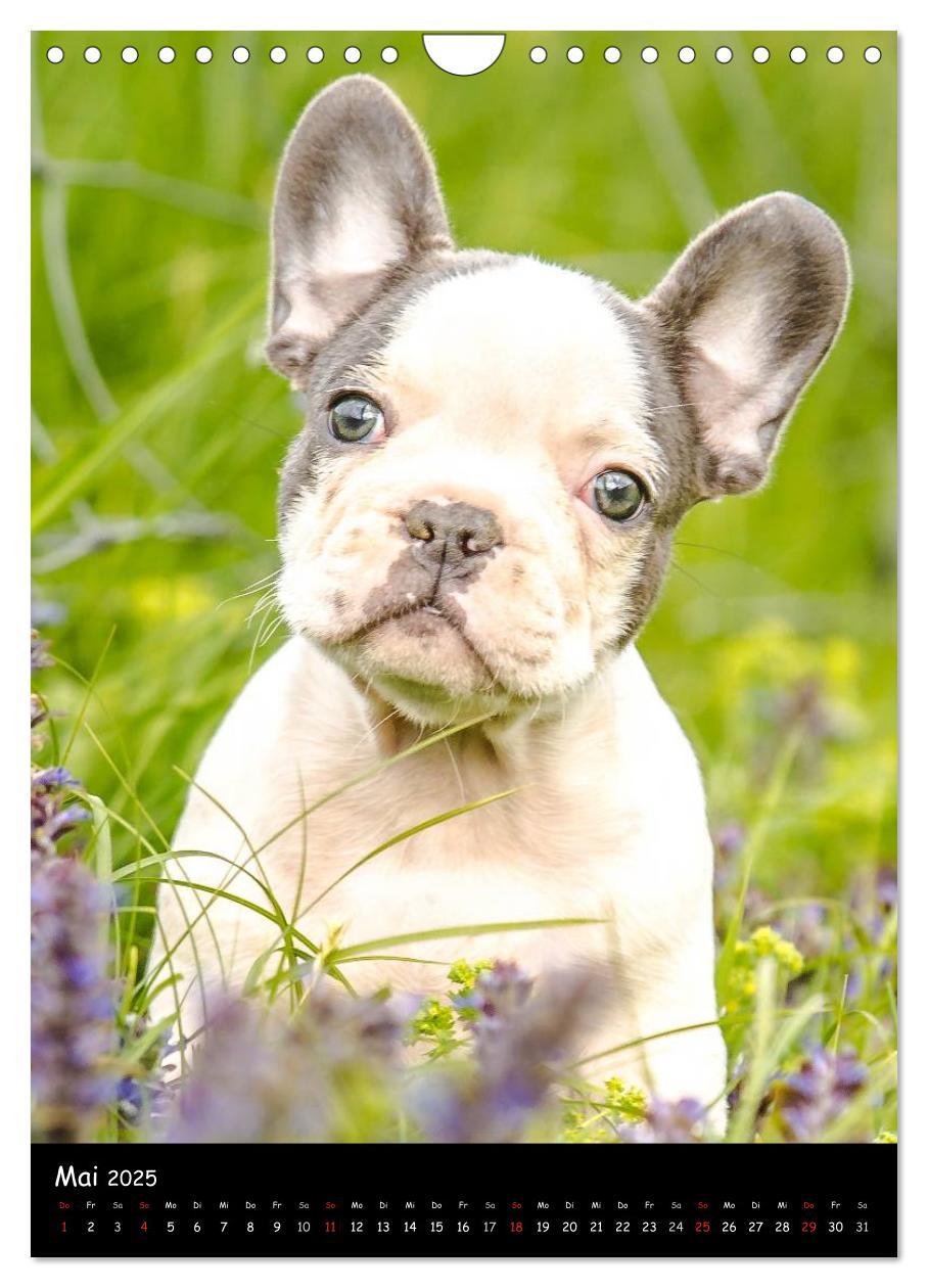 Bild: 9783457063538 | Französische Bulldoggen - Eine Bully Liebeserkärung (Wandkalender...