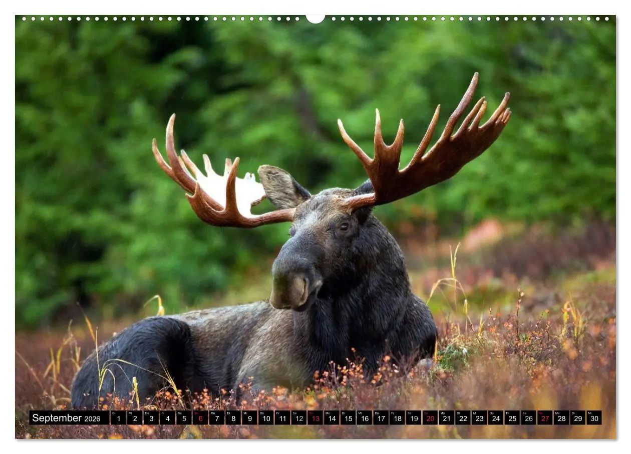Bild: 9783516133738 | Kanada - Das Paradies für Entdecker (Wandkalender 2026 DIN A2...
