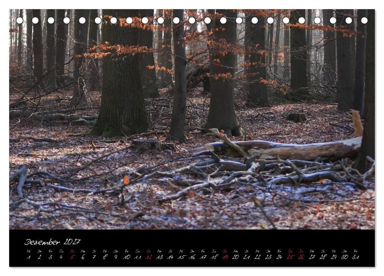 Bild: 9783594193938 | Wald (Tischkalender 2027 DIN A5 quer), CALVENDO Monatskalender | Gruse
