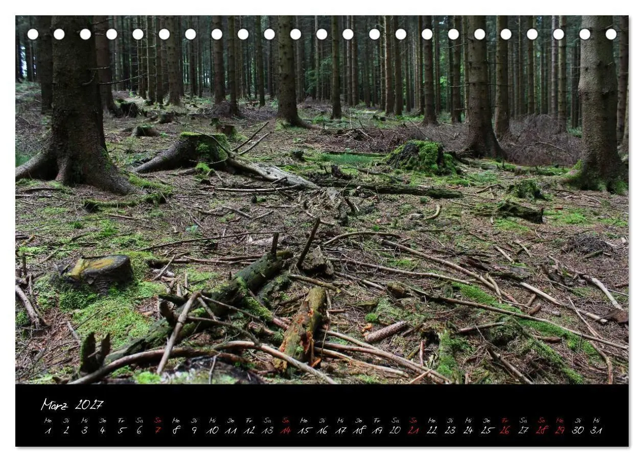 Bild: 9783594193938 | Wald (Tischkalender 2027 DIN A5 quer), CALVENDO Monatskalender | Gruse