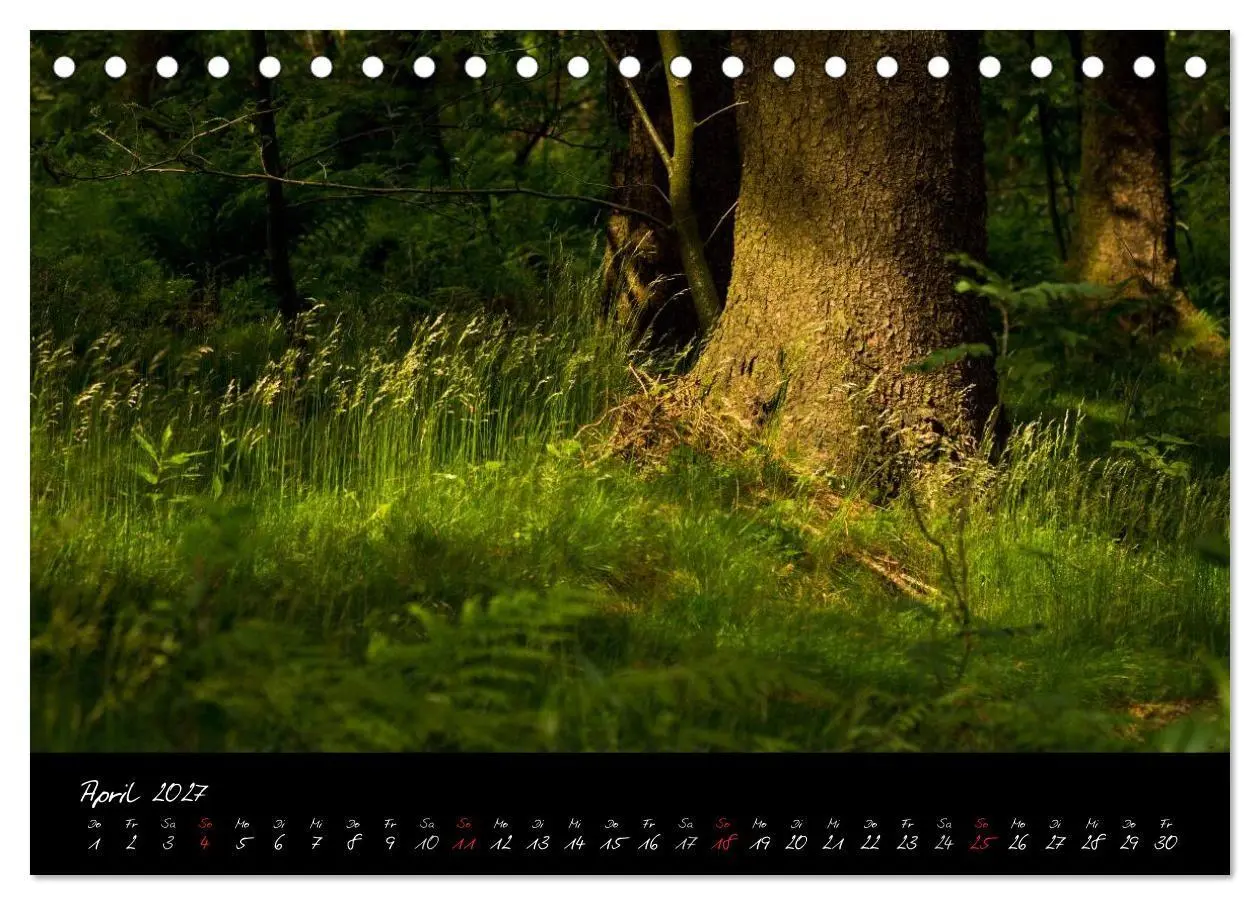 Bild: 9783594193938 | Wald (Tischkalender 2027 DIN A5 quer), CALVENDO Monatskalender | Gruse