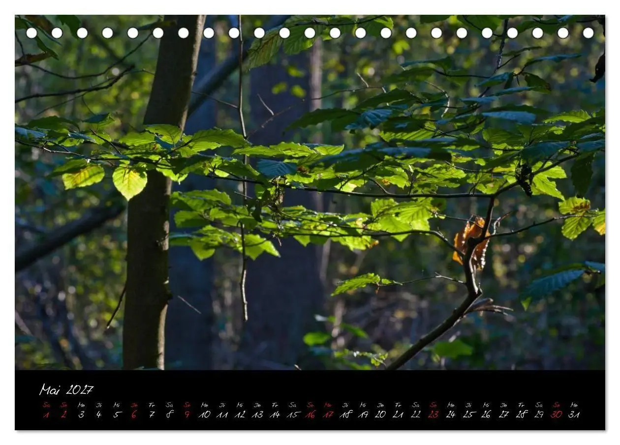 Bild: 9783594193938 | Wald (Tischkalender 2027 DIN A5 quer), CALVENDO Monatskalender | Gruse