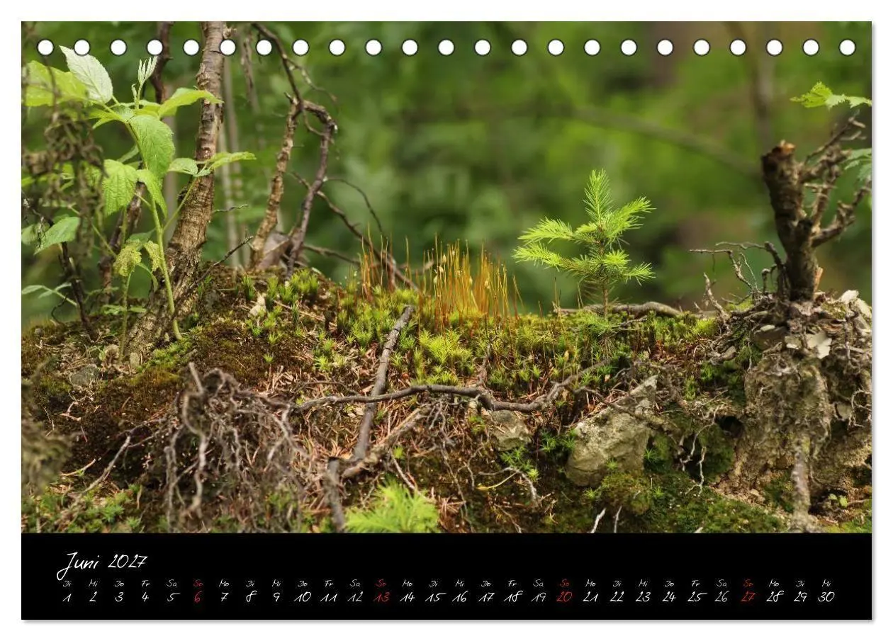Bild: 9783594193938 | Wald (Tischkalender 2027 DIN A5 quer), CALVENDO Monatskalender | Gruse