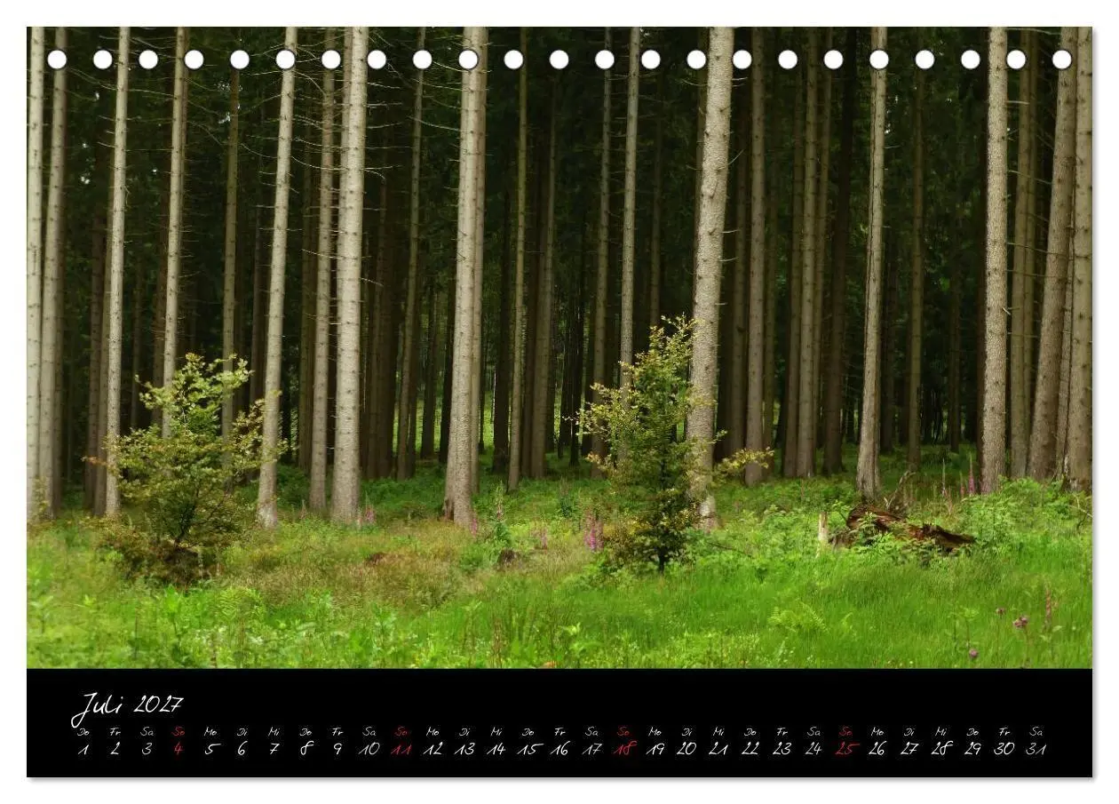 Bild: 9783594193938 | Wald (Tischkalender 2027 DIN A5 quer), CALVENDO Monatskalender | Gruse