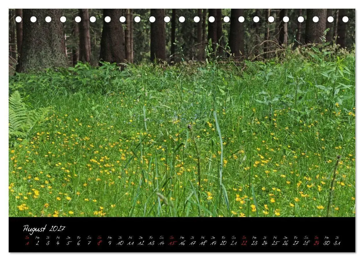 Bild: 9783594193938 | Wald (Tischkalender 2027 DIN A5 quer), CALVENDO Monatskalender | Gruse