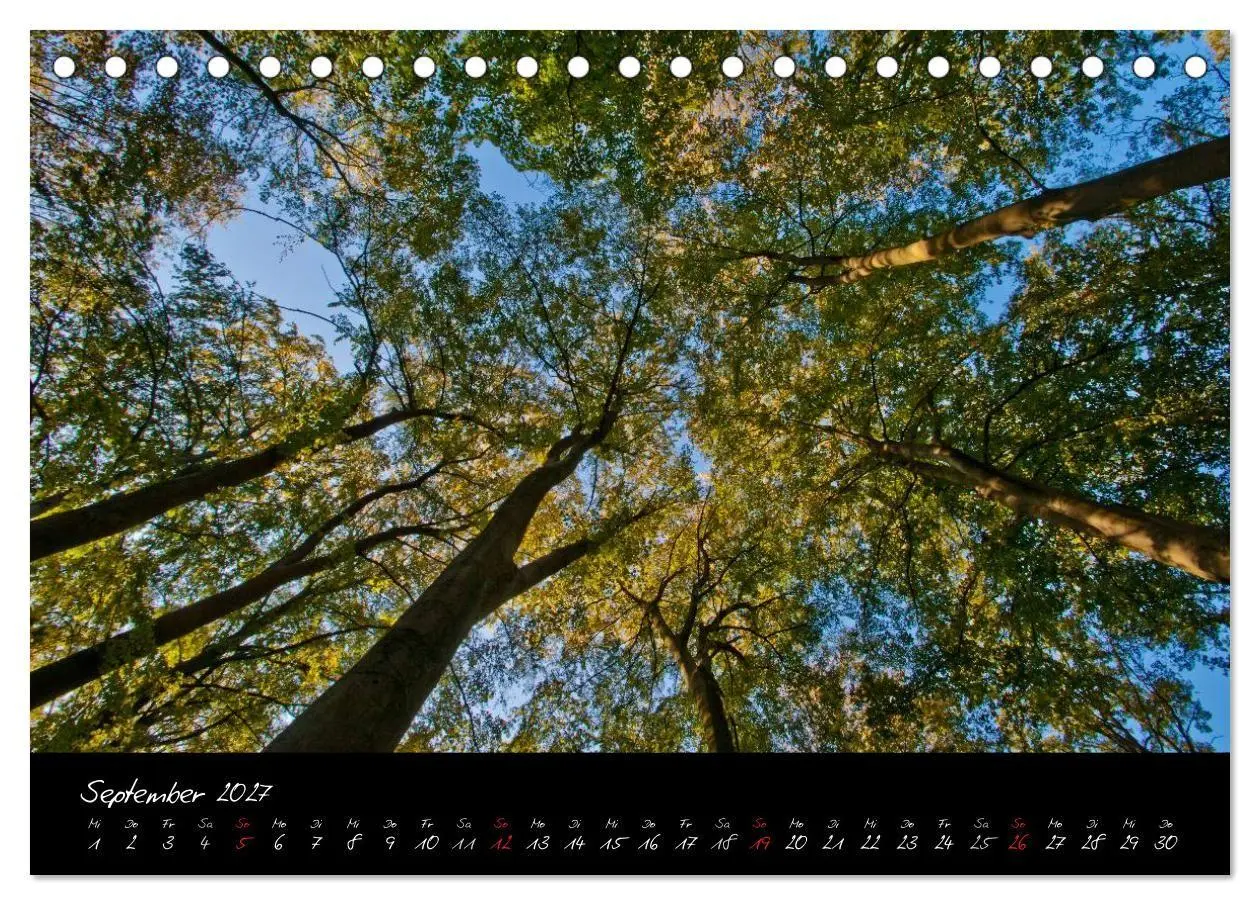 Bild: 9783594193938 | Wald (Tischkalender 2027 DIN A5 quer), CALVENDO Monatskalender | Gruse