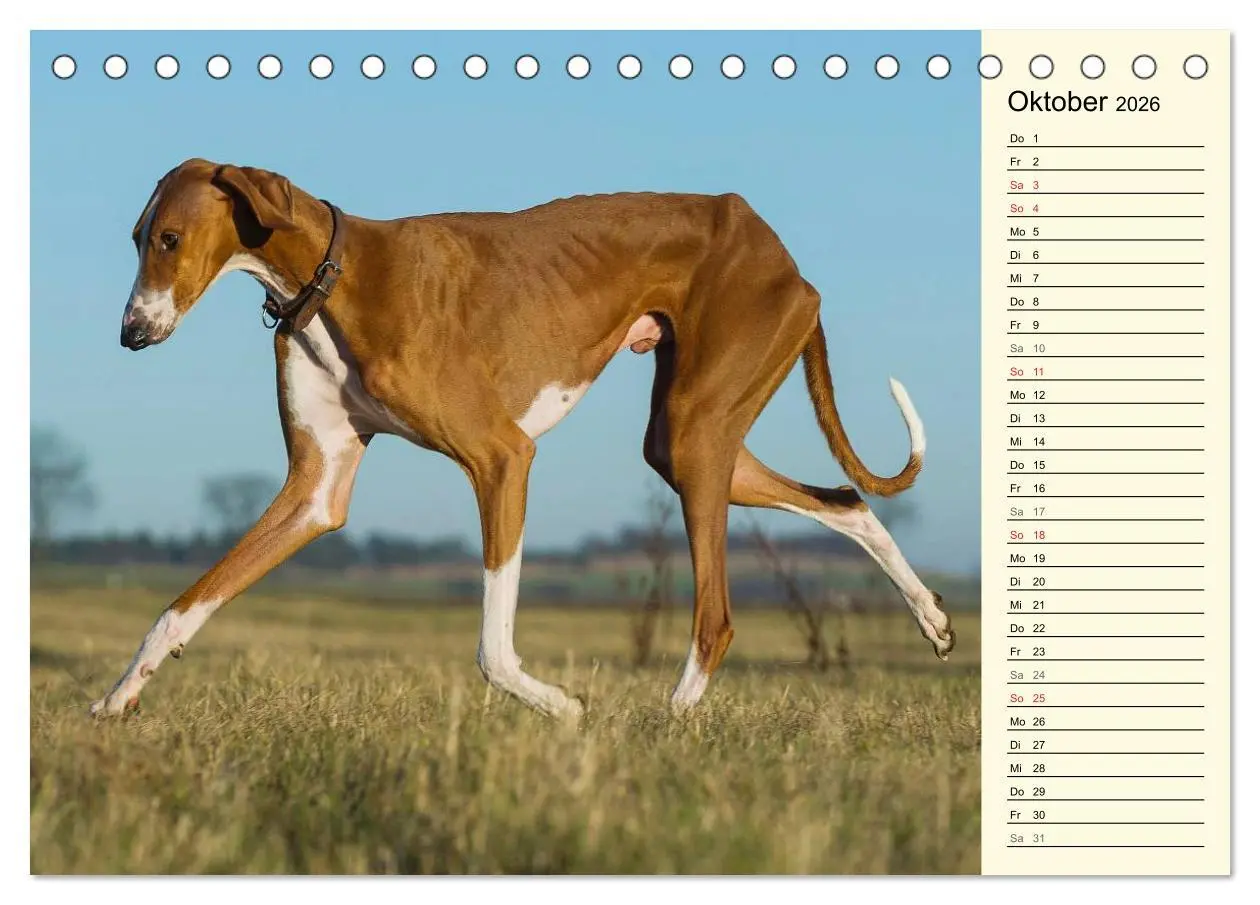 Bild: 9783516004038 | Windhund der Wüste - Der Azawakh (Tischkalender 2026 DIN A5 quer),...