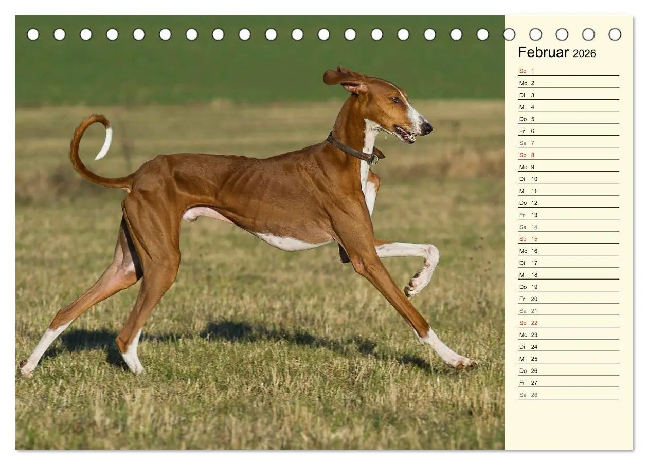 Bild: 9783516004038 | Windhund der Wüste - Der Azawakh (Tischkalender 2026 DIN A5 quer),...