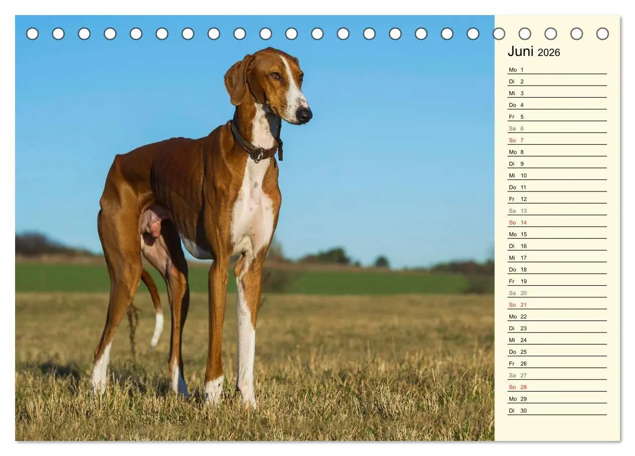 Bild: 9783516004038 | Windhund der Wüste - Der Azawakh (Tischkalender 2026 DIN A5 quer),...