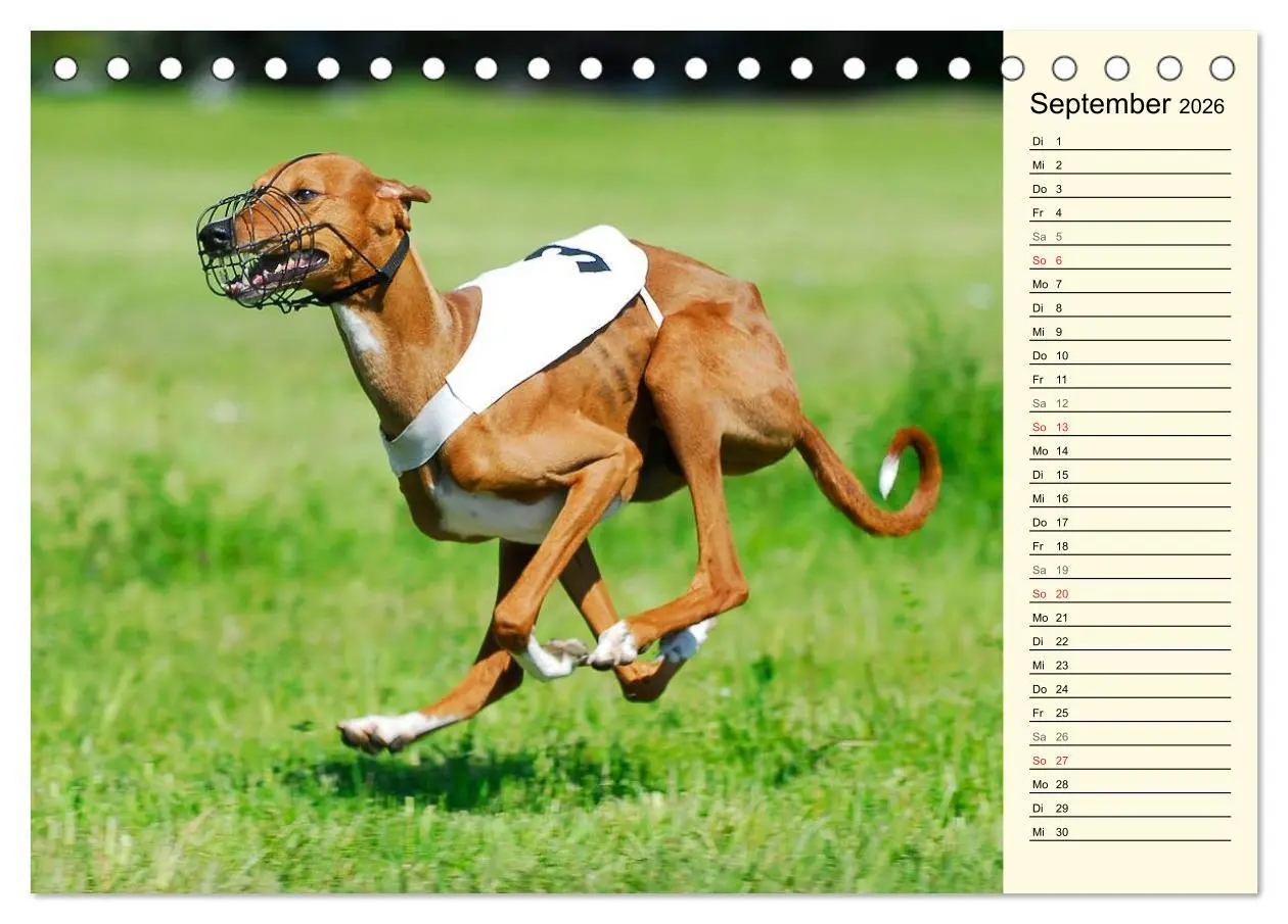 Bild: 9783516004038 | Windhund der Wüste - Der Azawakh (Tischkalender 2026 DIN A5 quer),...