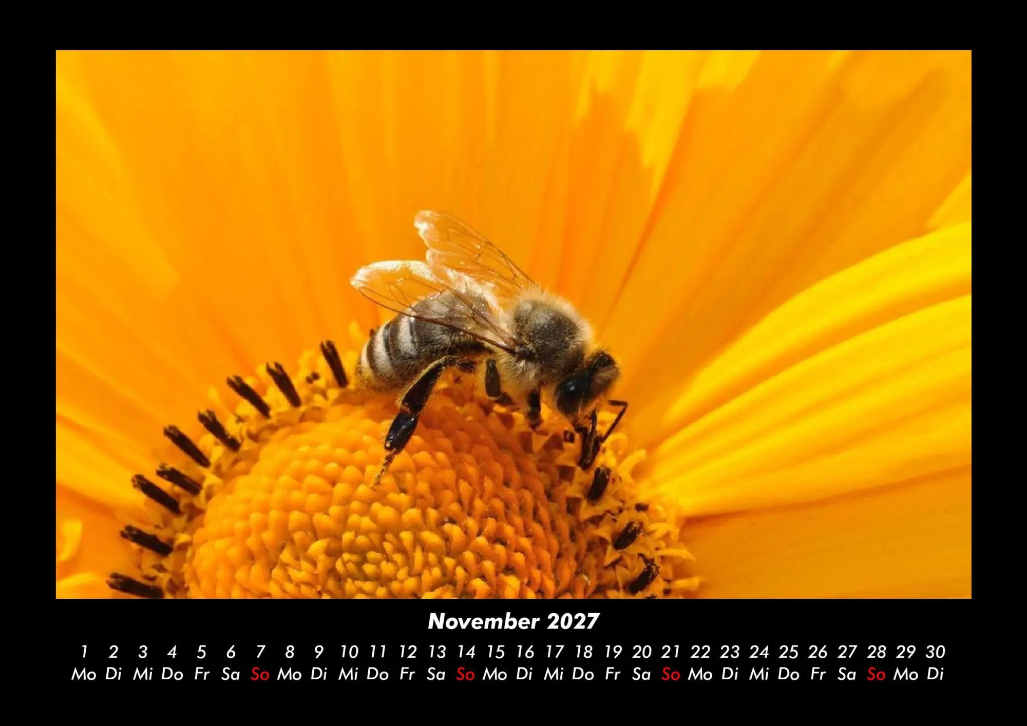 Bild: 9783695444038 | Bien 2027 Fotokalender DIN A3 | Tobias Becker | Kalender | Deutsch