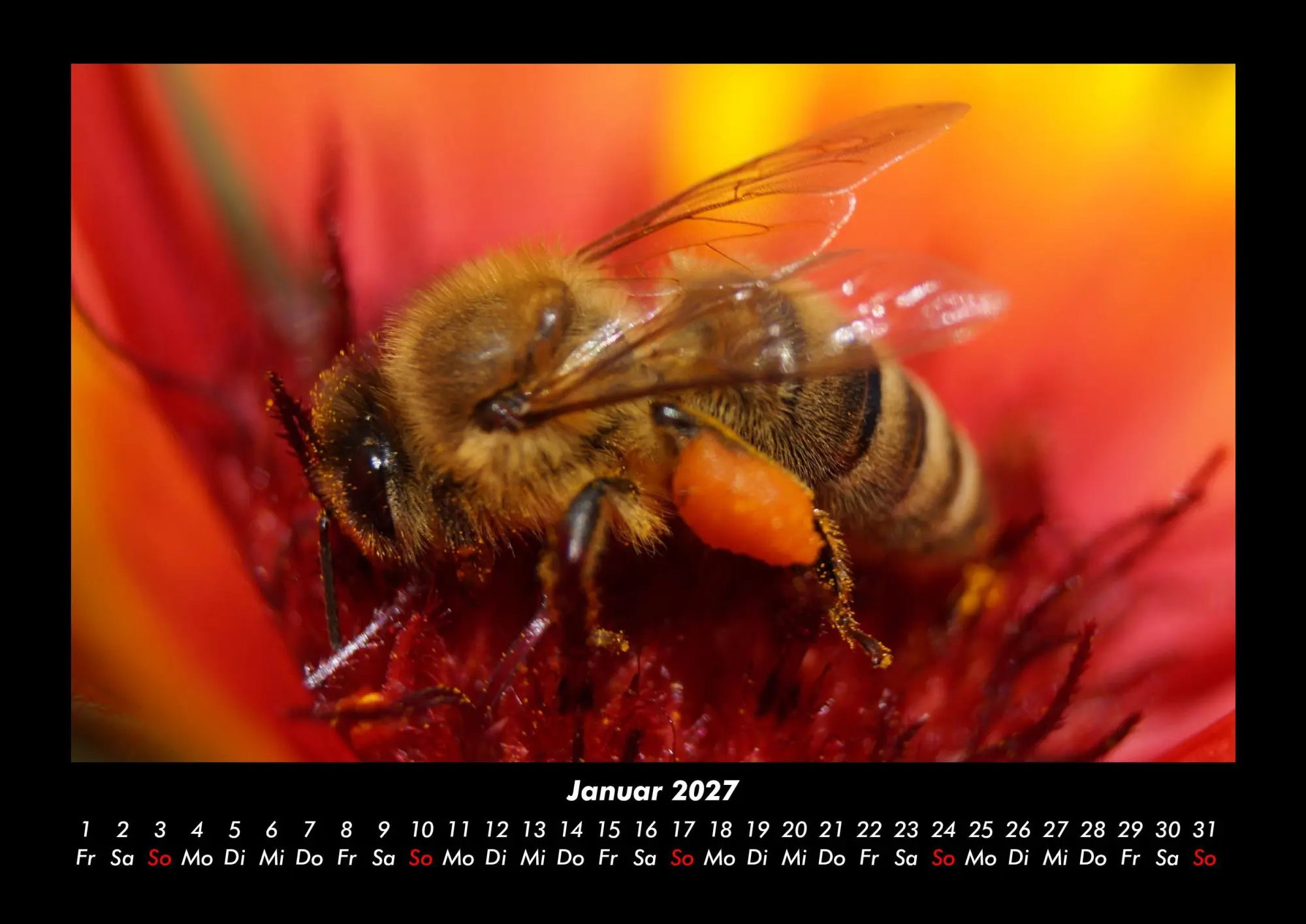Bild: 9783695444038 | Bien 2027 Fotokalender DIN A3 | Tobias Becker | Kalender | Deutsch