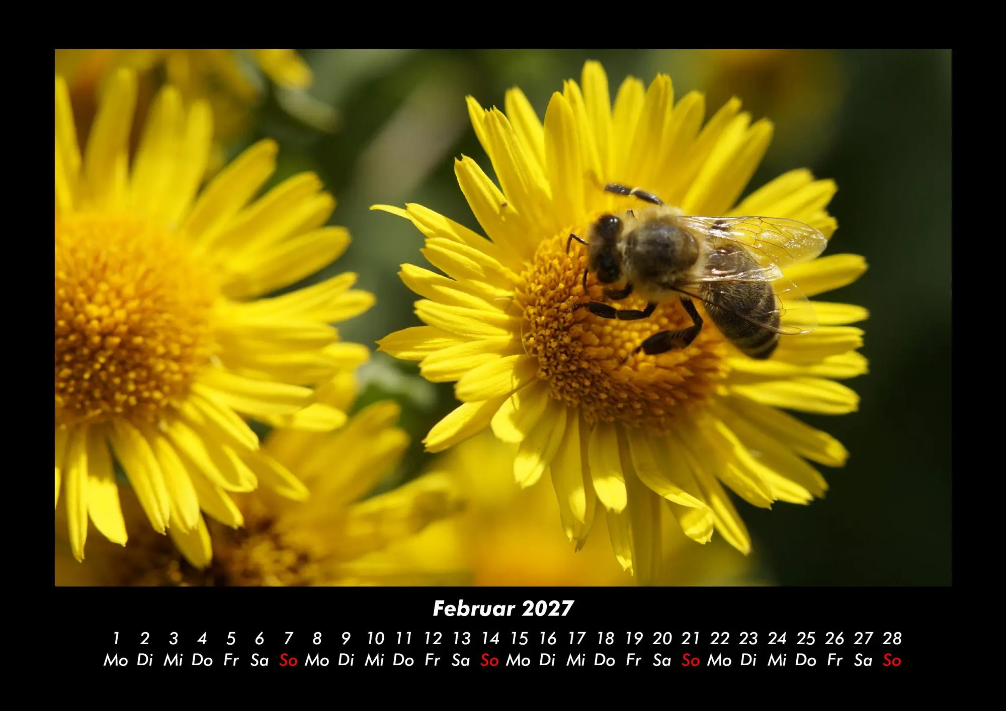 Bild: 9783695444038 | Bien 2027 Fotokalender DIN A3 | Tobias Becker | Kalender | Deutsch
