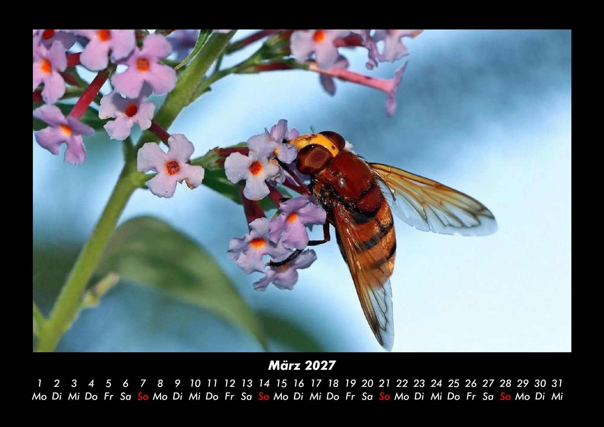Bild: 9783695444038 | Bien 2027 Fotokalender DIN A3 | Tobias Becker | Kalender | Deutsch