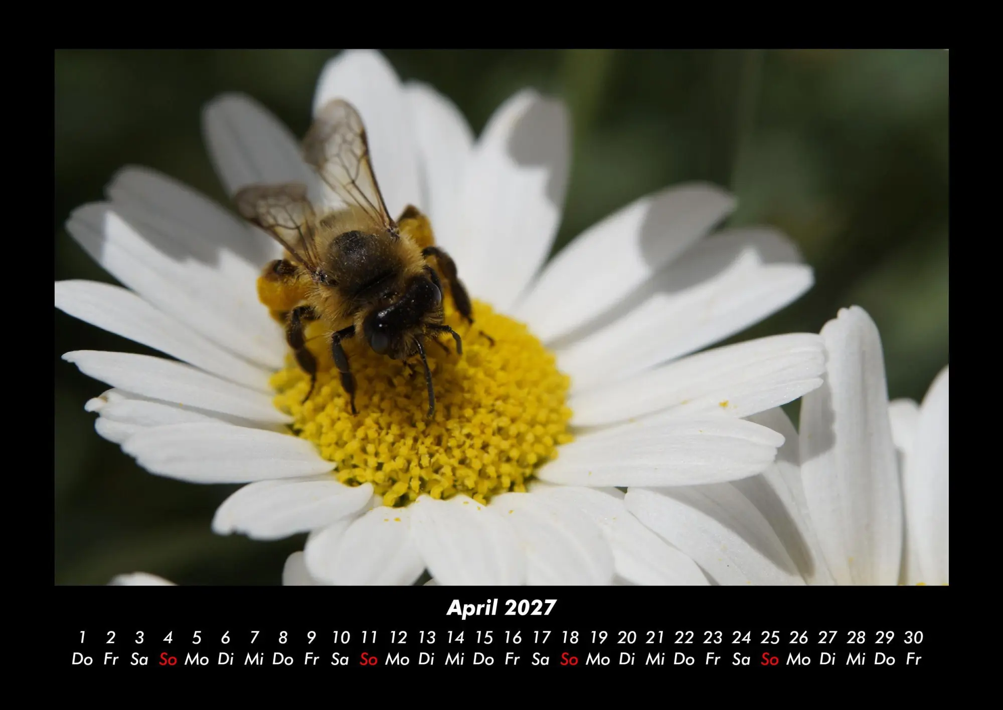 Bild: 9783695444038 | Bien 2027 Fotokalender DIN A3 | Tobias Becker | Kalender | Deutsch