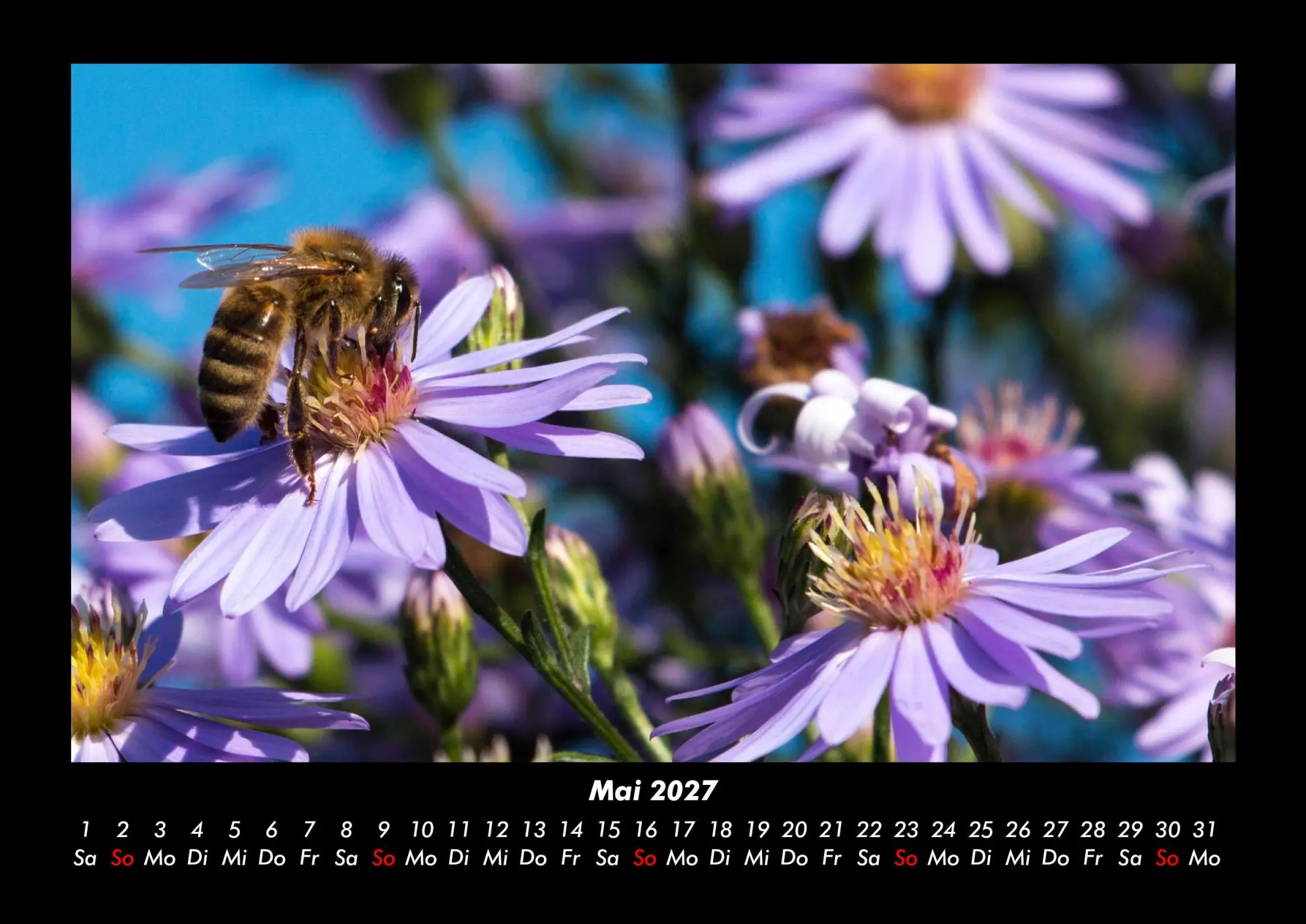 Bild: 9783695444038 | Bien 2027 Fotokalender DIN A3 | Tobias Becker | Kalender | Deutsch