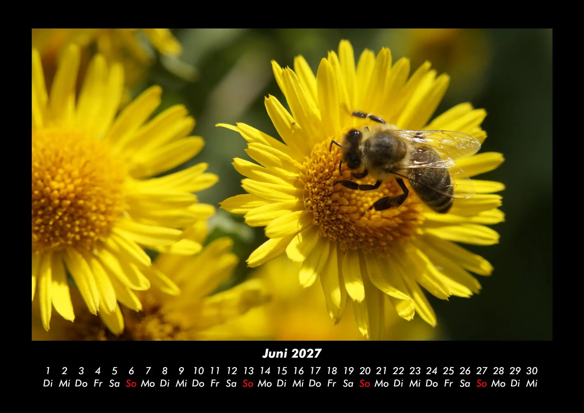 Bild: 9783695444038 | Bien 2027 Fotokalender DIN A3 | Tobias Becker | Kalender | Deutsch