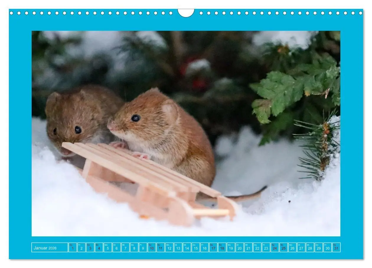 Bild: 9783457524138 | Die Rötelmaus - neugierig und verfressen (Wandkalender 2026 DIN A3...