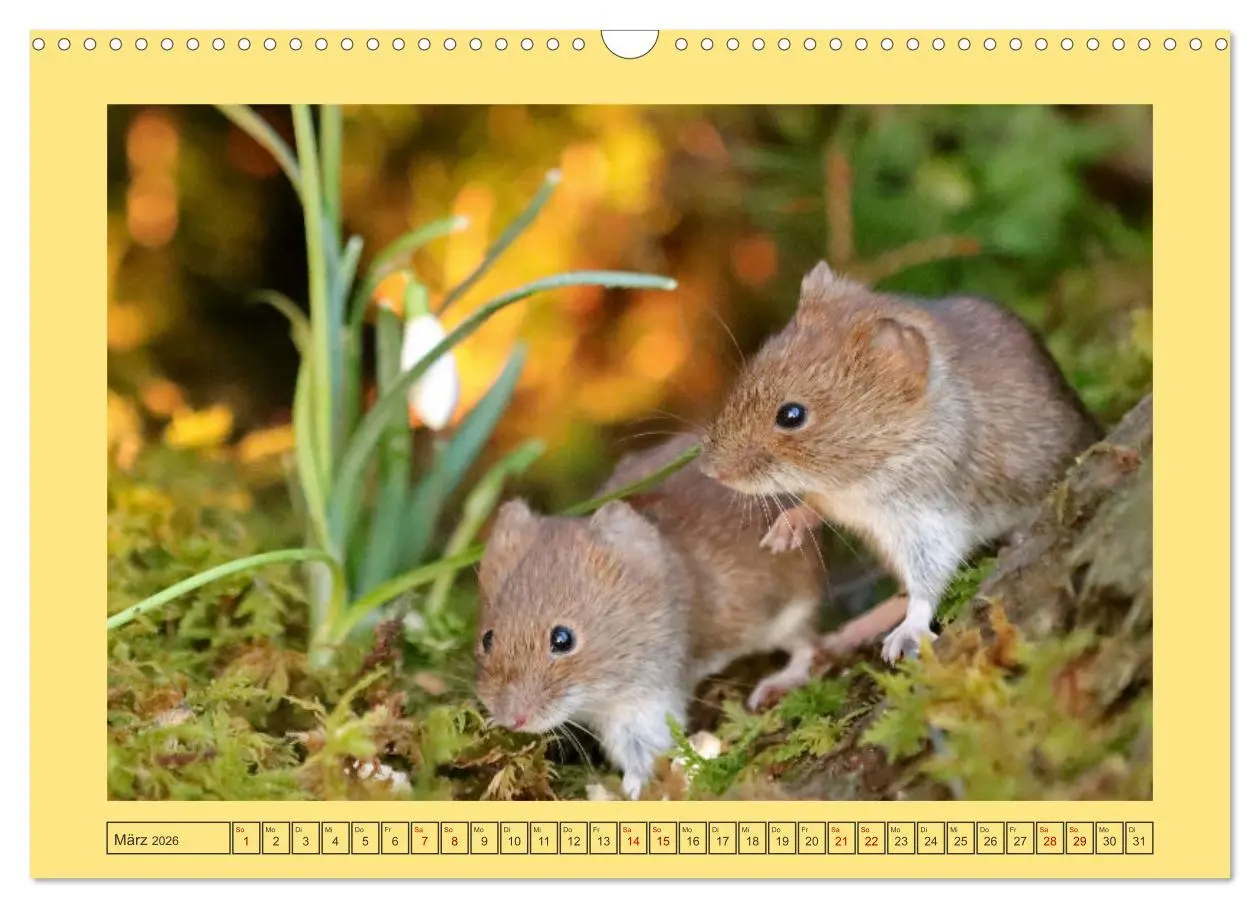 Bild: 9783457524138 | Die Rötelmaus - neugierig und verfressen (Wandkalender 2026 DIN A3...