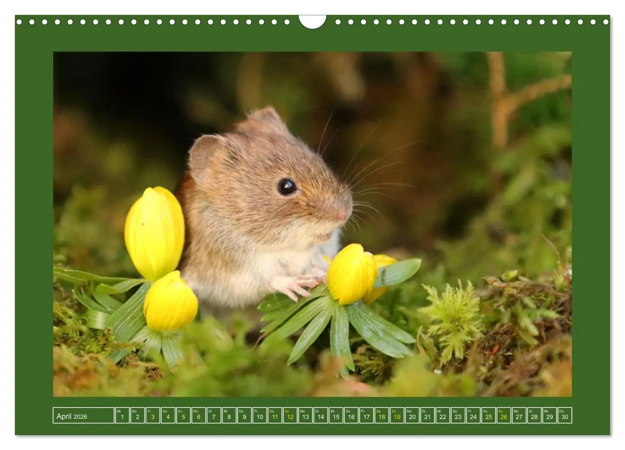 Bild: 9783457524138 | Die Rötelmaus - neugierig und verfressen (Wandkalender 2026 DIN A3...
