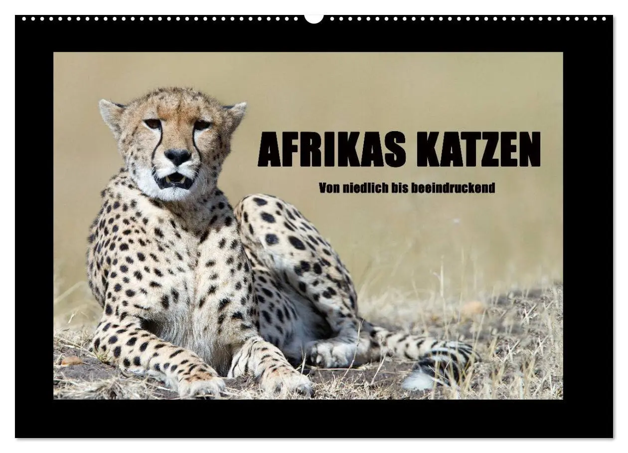 Cover: 9783516164138 | Afrikas Katzen (Wandkalender 2026 DIN A2 quer), CALVENDO...