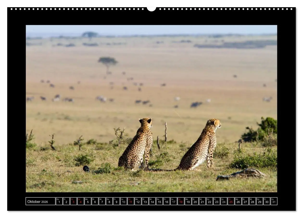 Bild: 9783516164138 | Afrikas Katzen (Wandkalender 2026 DIN A2 quer), CALVENDO...