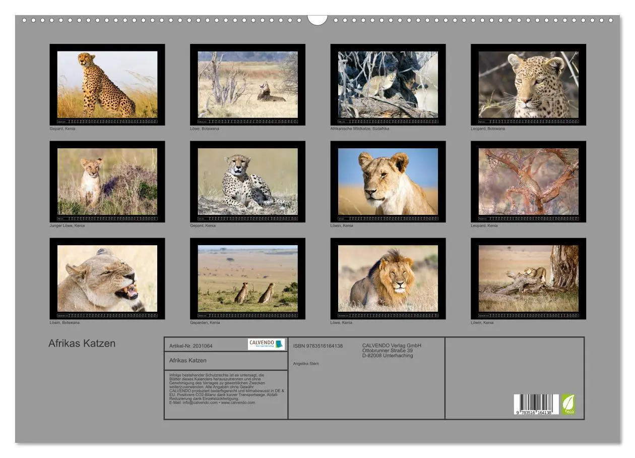 Bild: 9783516164138 | Afrikas Katzen (Wandkalender 2026 DIN A2 quer), CALVENDO...