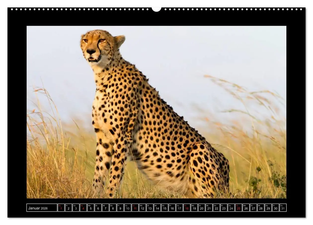 Bild: 9783516164138 | Afrikas Katzen (Wandkalender 2026 DIN A2 quer), CALVENDO...
