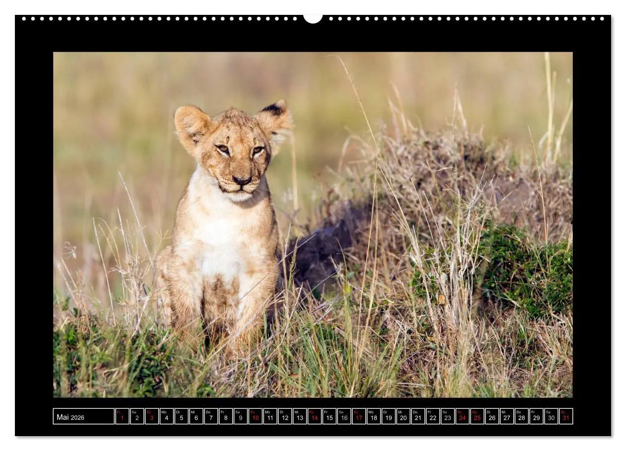 Bild: 9783516164138 | Afrikas Katzen (Wandkalender 2026 DIN A2 quer), CALVENDO...