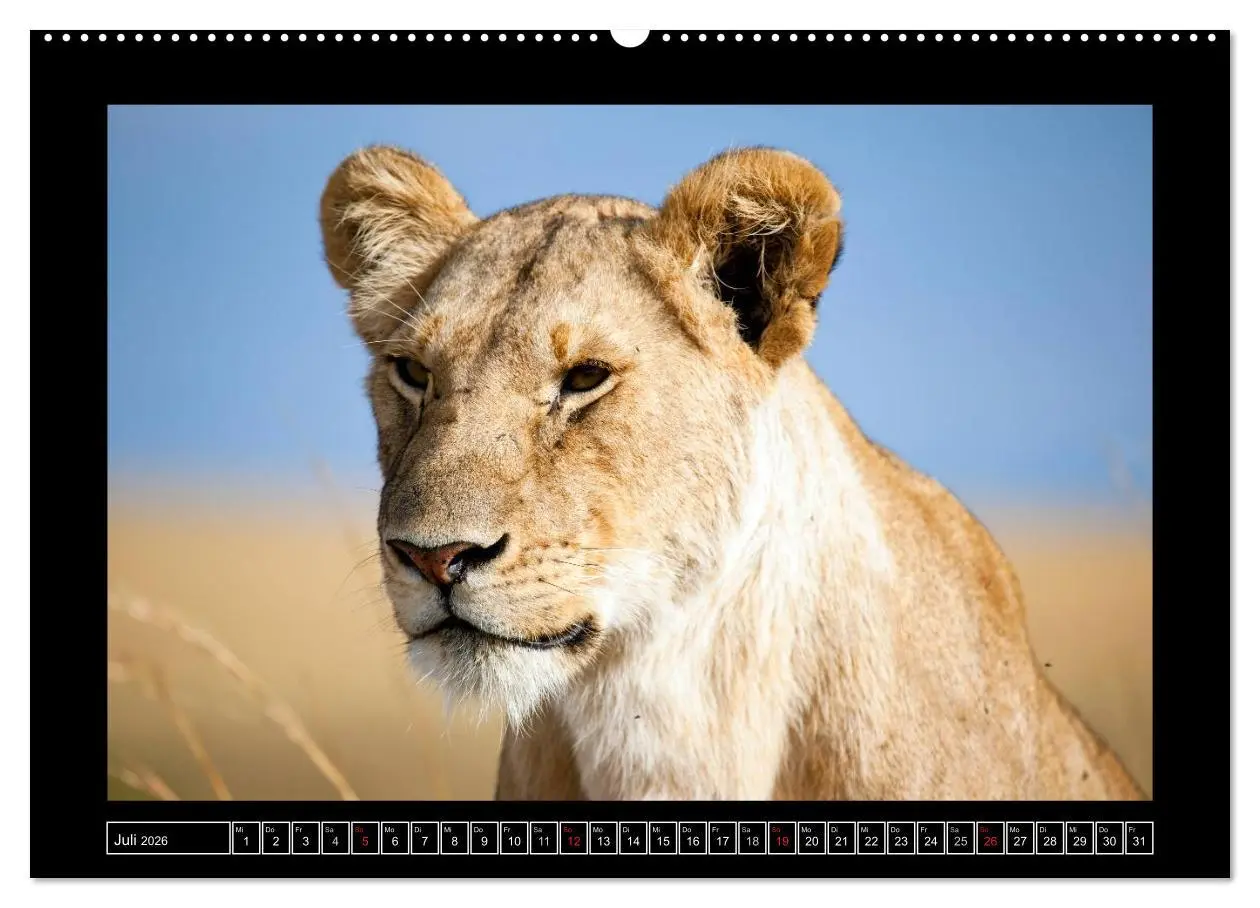 Bild: 9783516164138 | Afrikas Katzen (Wandkalender 2026 DIN A2 quer), CALVENDO...