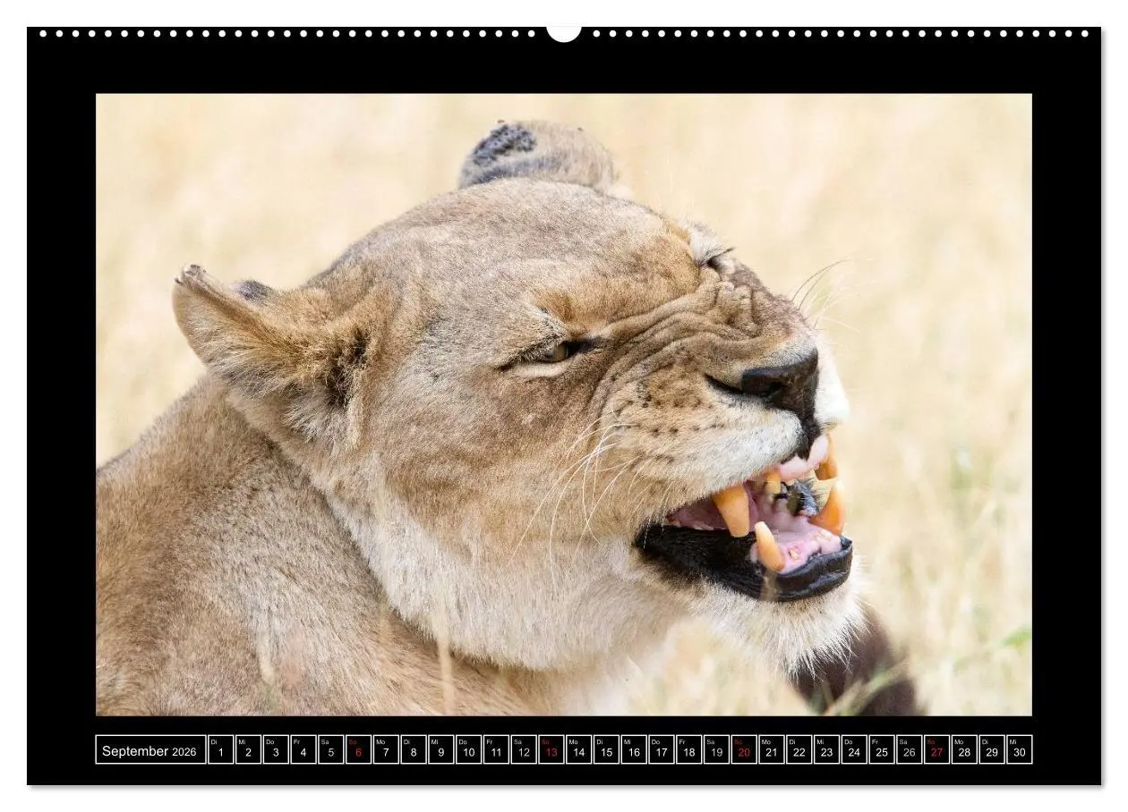 Bild: 9783516164138 | Afrikas Katzen (Wandkalender 2026 DIN A2 quer), CALVENDO...