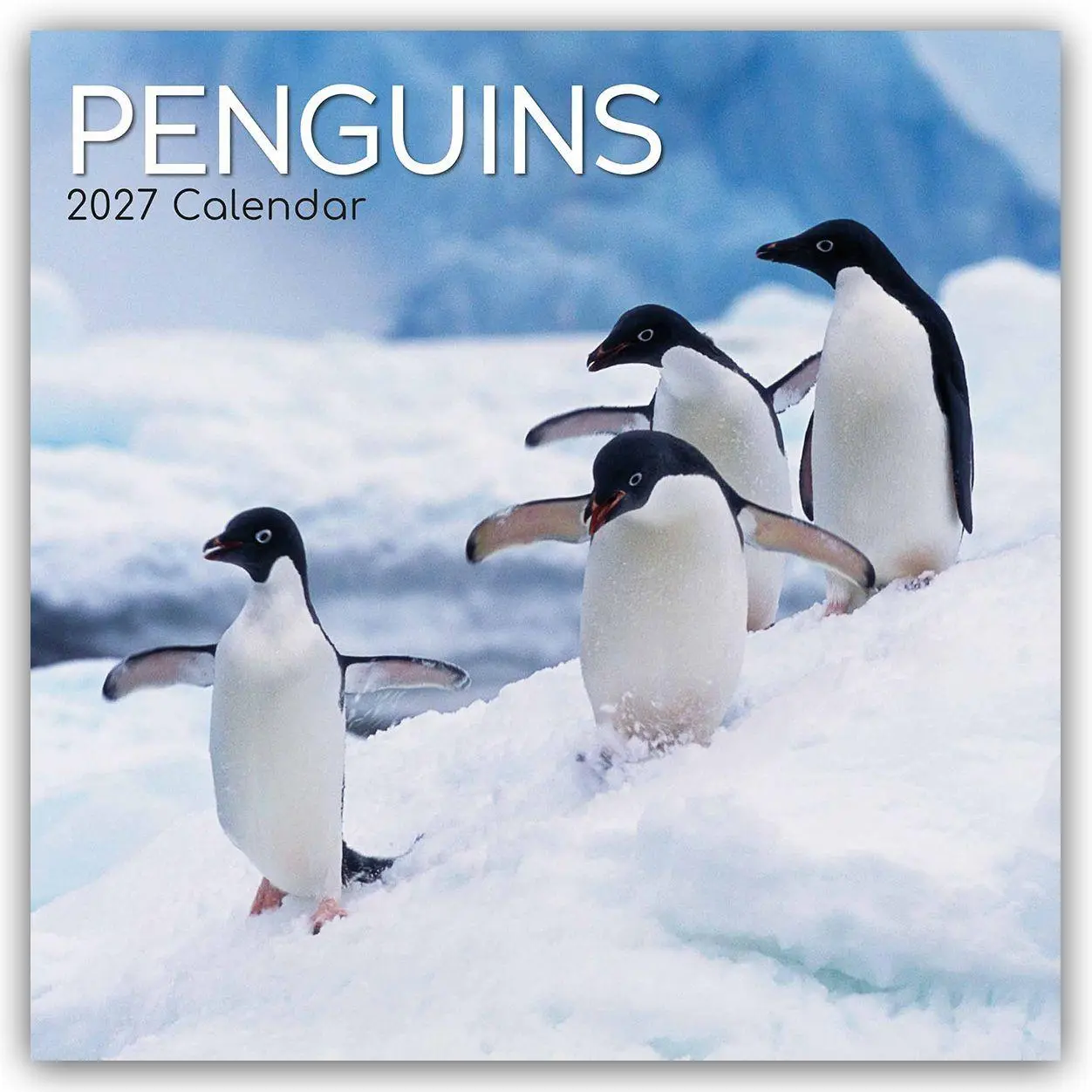 Cover: 9781805974338 | Penguins - Pinguine 2027 - 16-Monatskalender | Ltd | Kalender | 28 S.