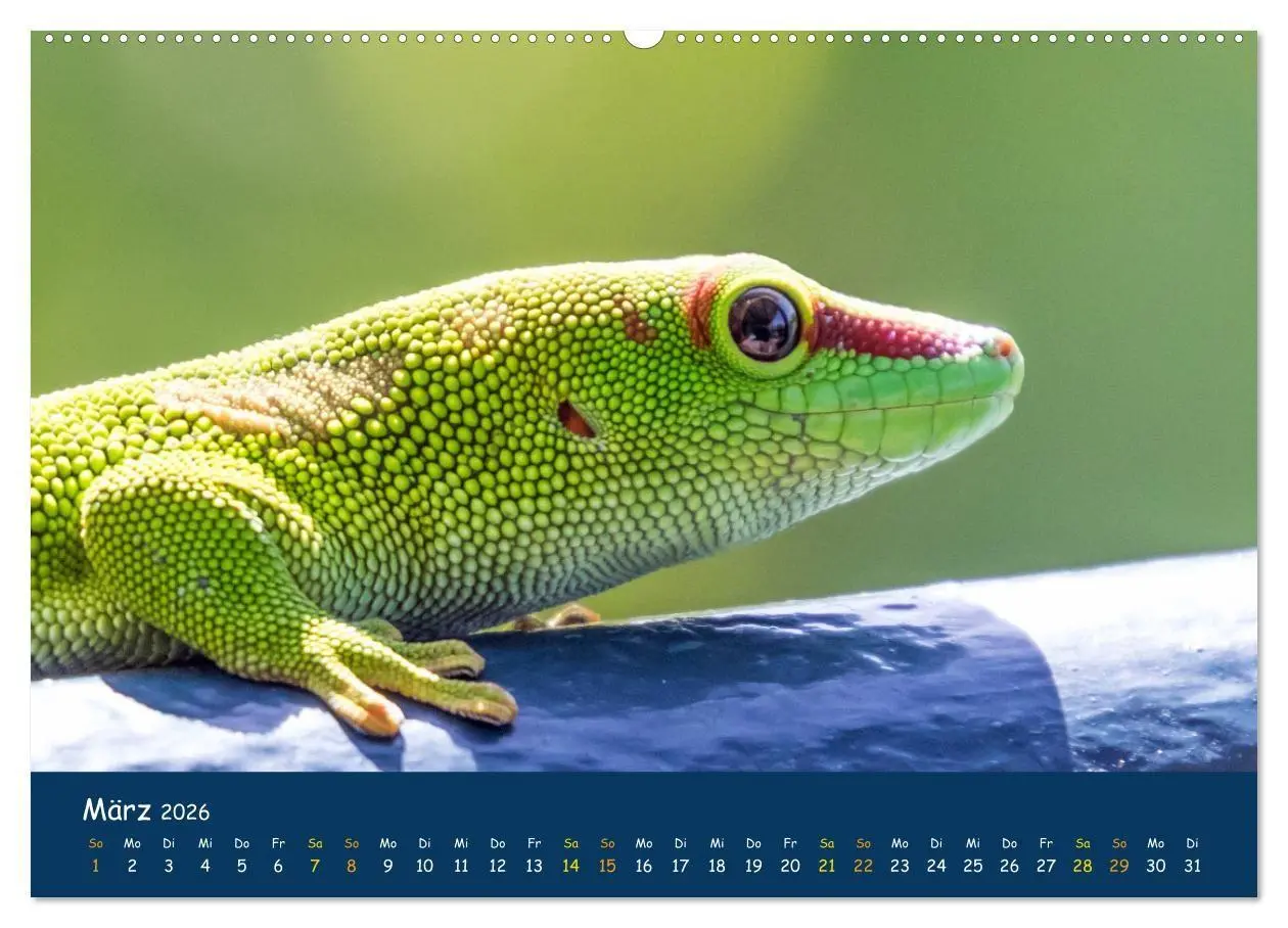 Bild: 9783516694338 | Faszinierende Tierwelt von Mauritius - Magische Momente der Natur...