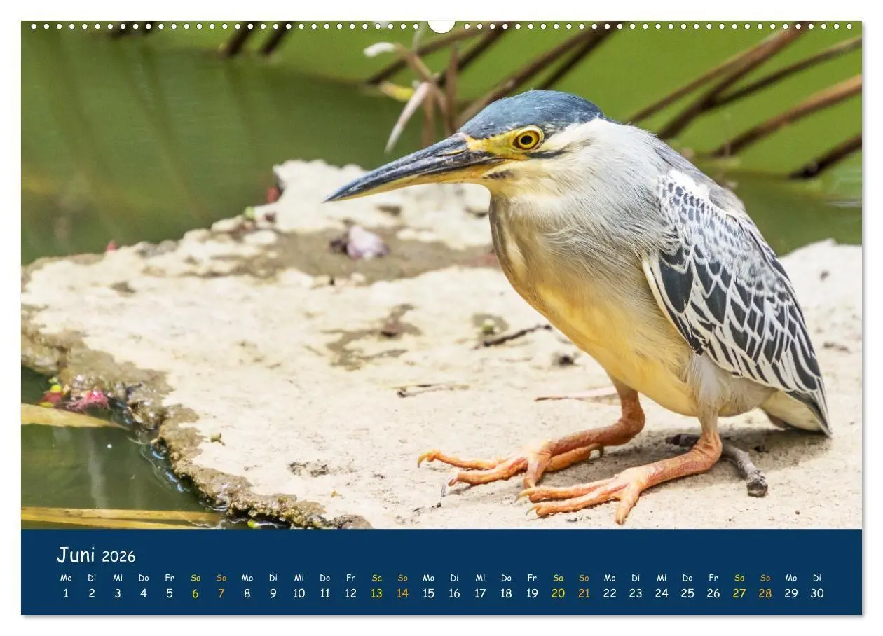 Bild: 9783516694338 | Faszinierende Tierwelt von Mauritius - Magische Momente der Natur...