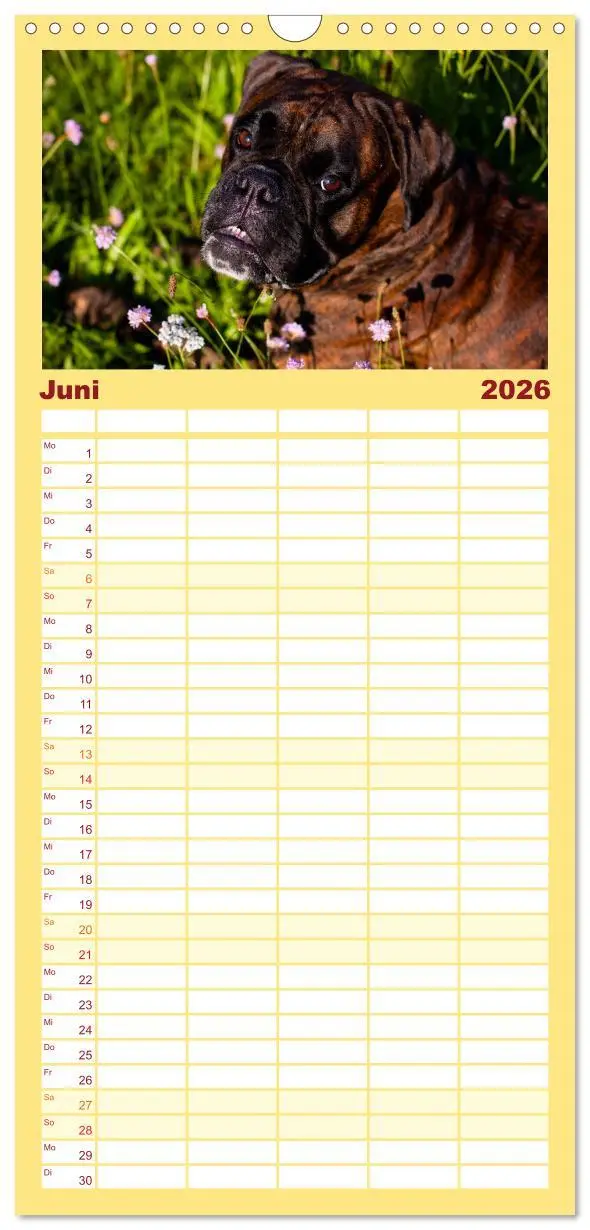 Bild: 9783516514438 | Familienplaner 2026 - Deutscher Boxer 2026 mit 5 Spalten...