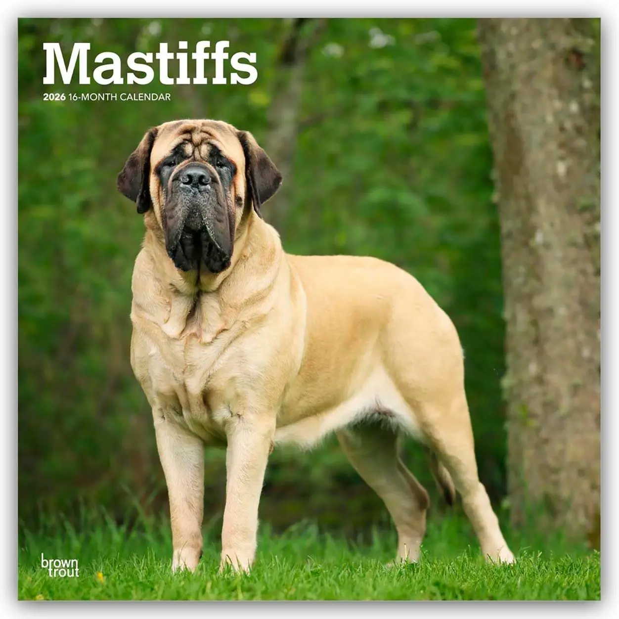 Cover: 9798330704538 | Mastiffs - Mastiff 2026 - 16-Monatskalender | Browntrout Publishers